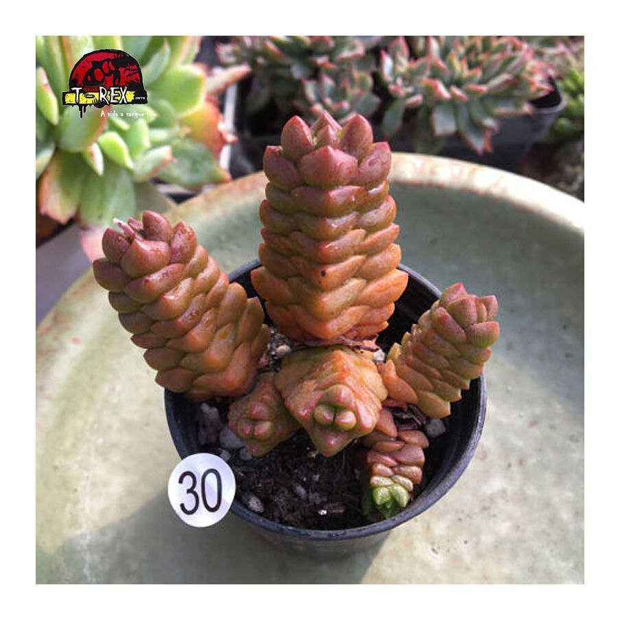 comprar mudas de suculenta rara
