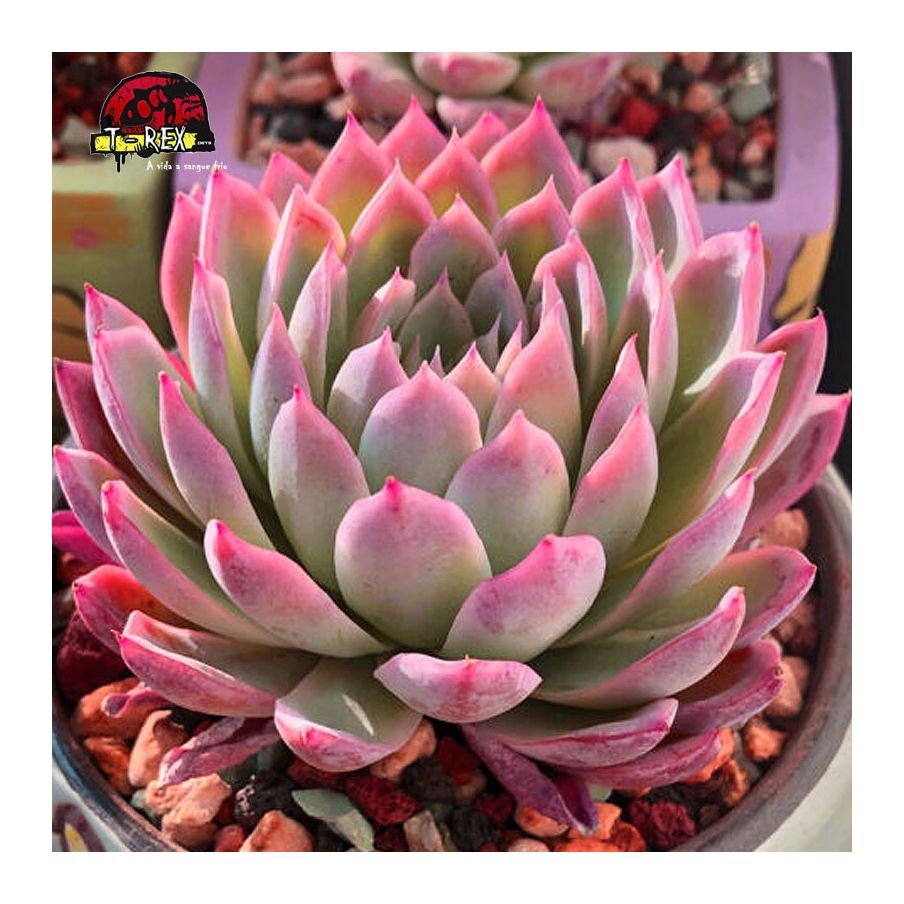 comprar mudas de suculenta