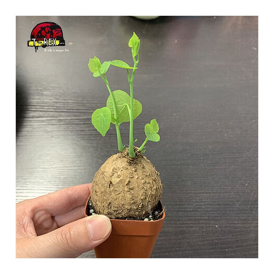 comprar suculenta rara hayat