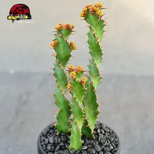 comprar cacto em santa catarina