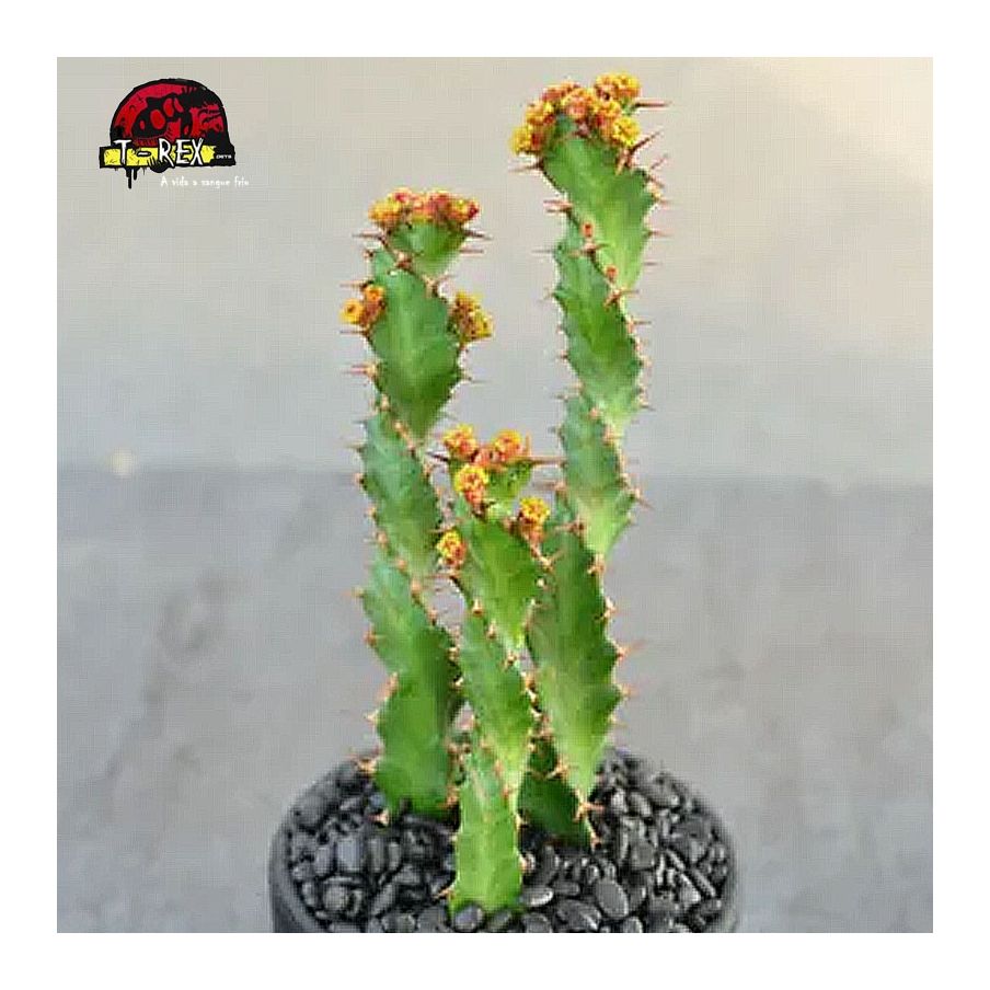 comprar cacto em santa catarina