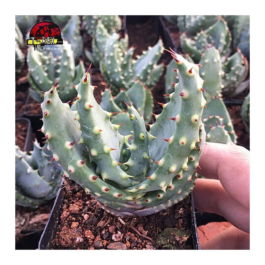 comprar muda de suculenta marlothii