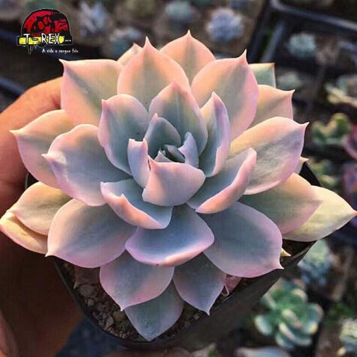 mudas de suculenta rara