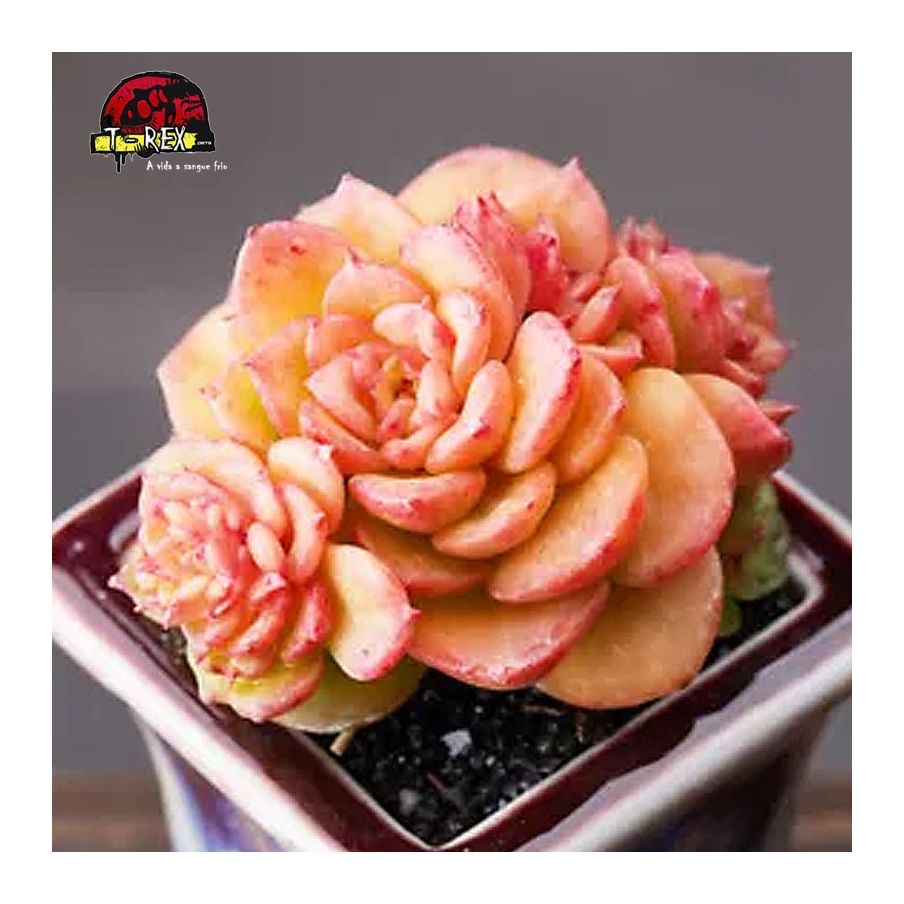 comprar suculenta rara rolly