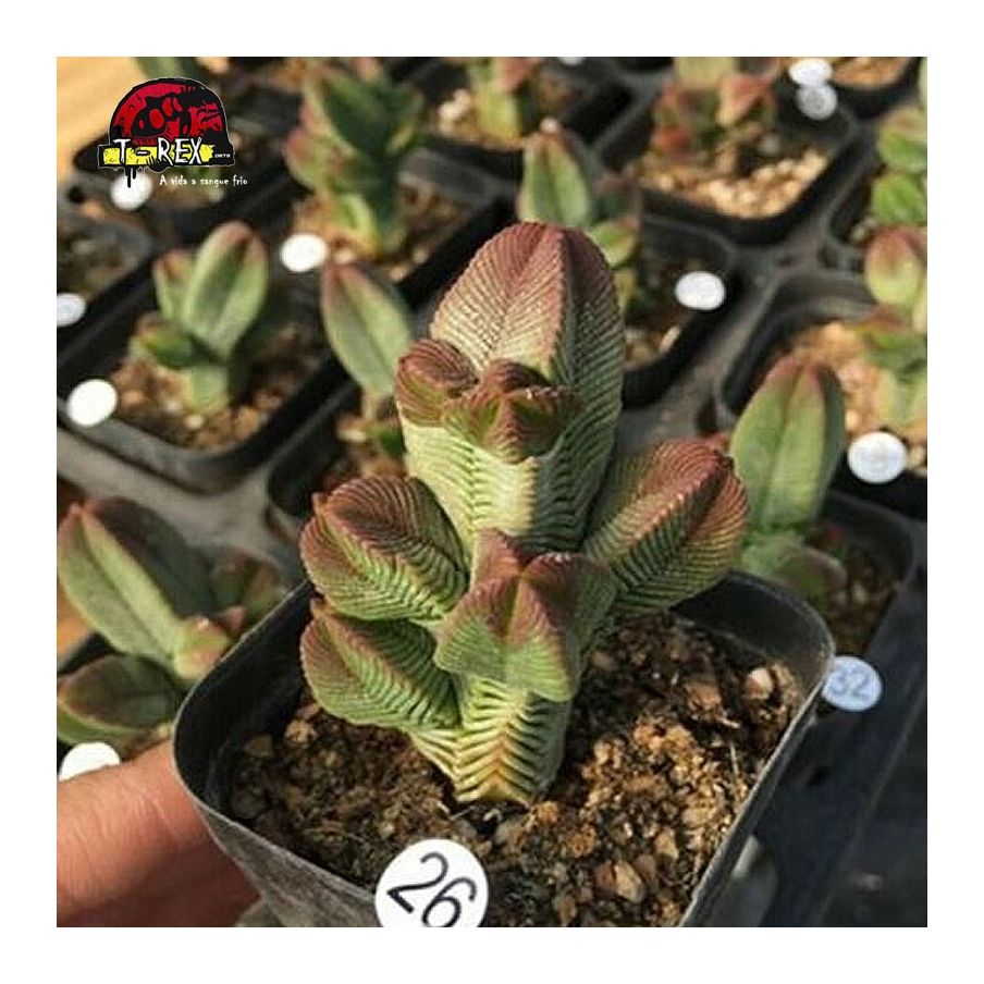 suculenta raridade crassula