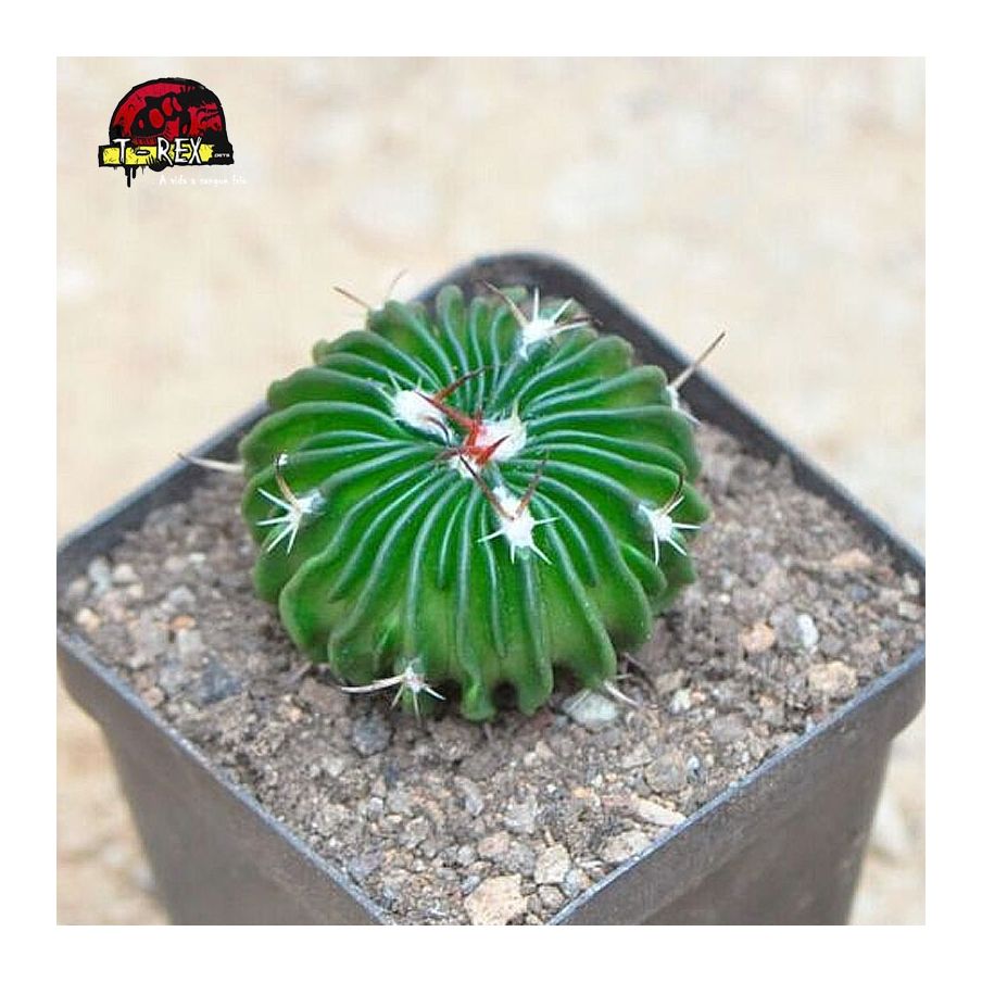 comprar muda de suculenta Stenocactus