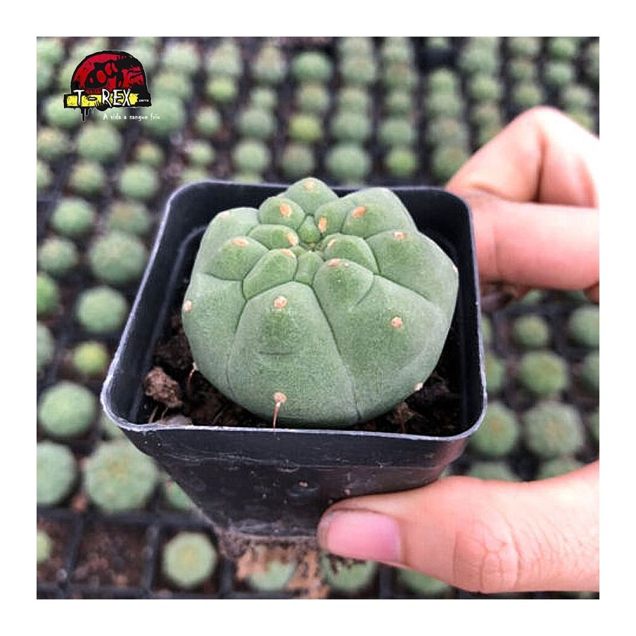 comprar suculenta madisoniorum