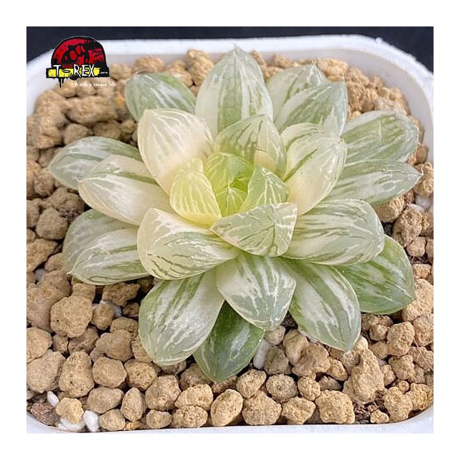 suculenta raridade obtusa