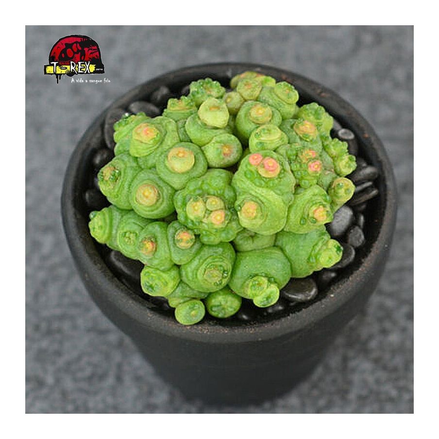 muda de suculenta rara