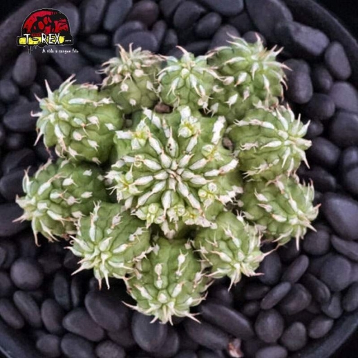 comprar suculenta rara bumper