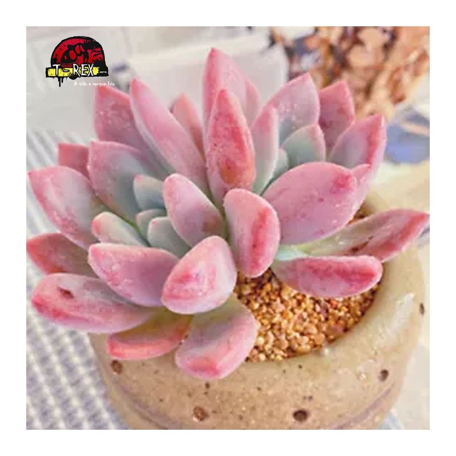 suculenta rara graptoveria