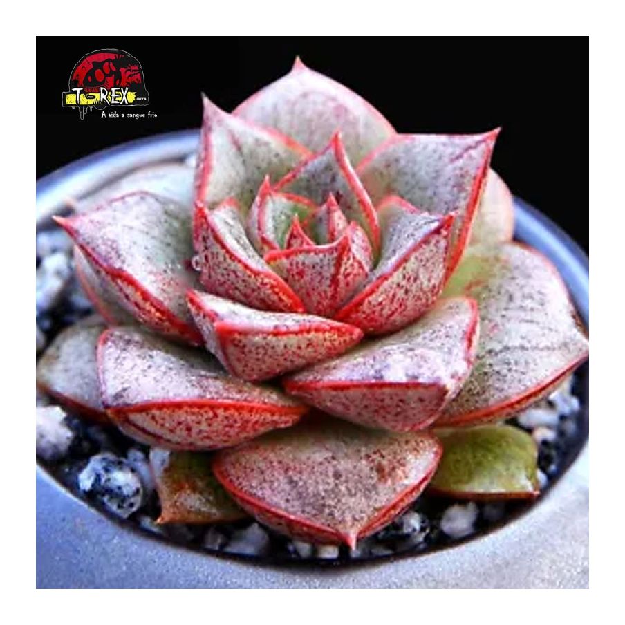 muda de suculenta berger