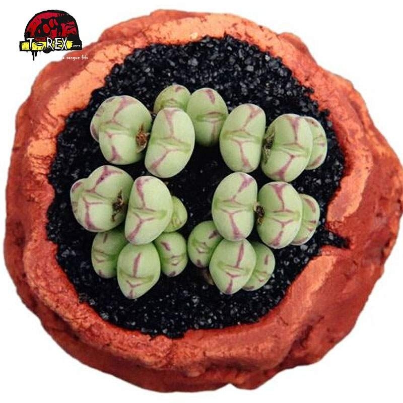 mudas de suculenta rara