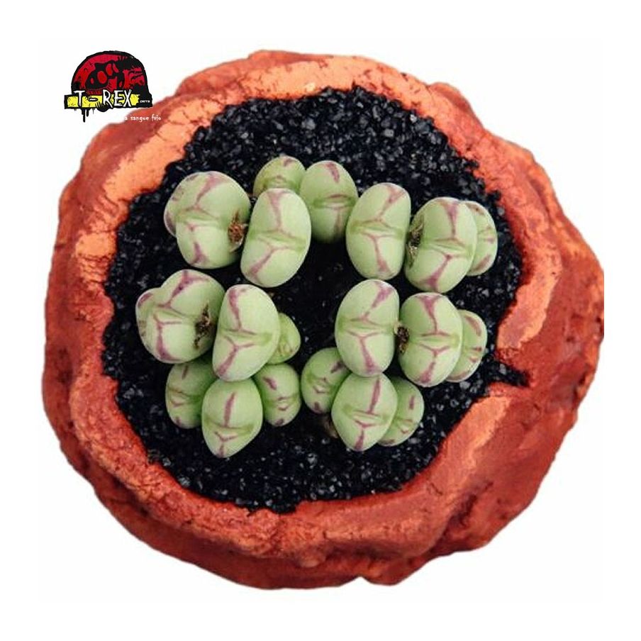 mudas de suculenta rara