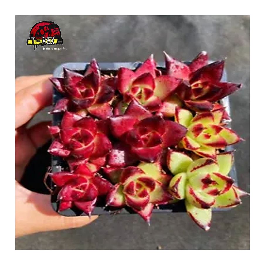 comprar suculenta pernambuco