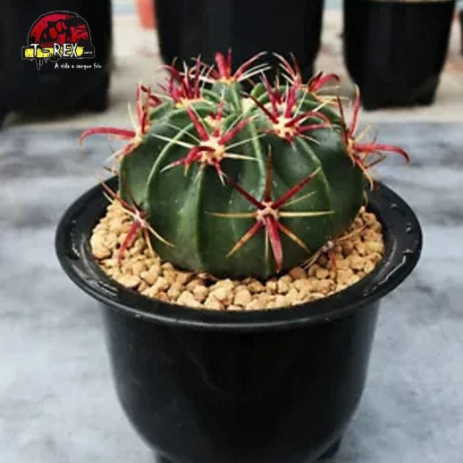 cacto rara para venda ferocactus