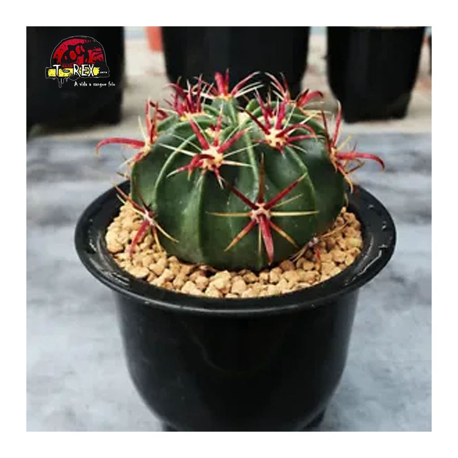cacto rara para venda ferocactus