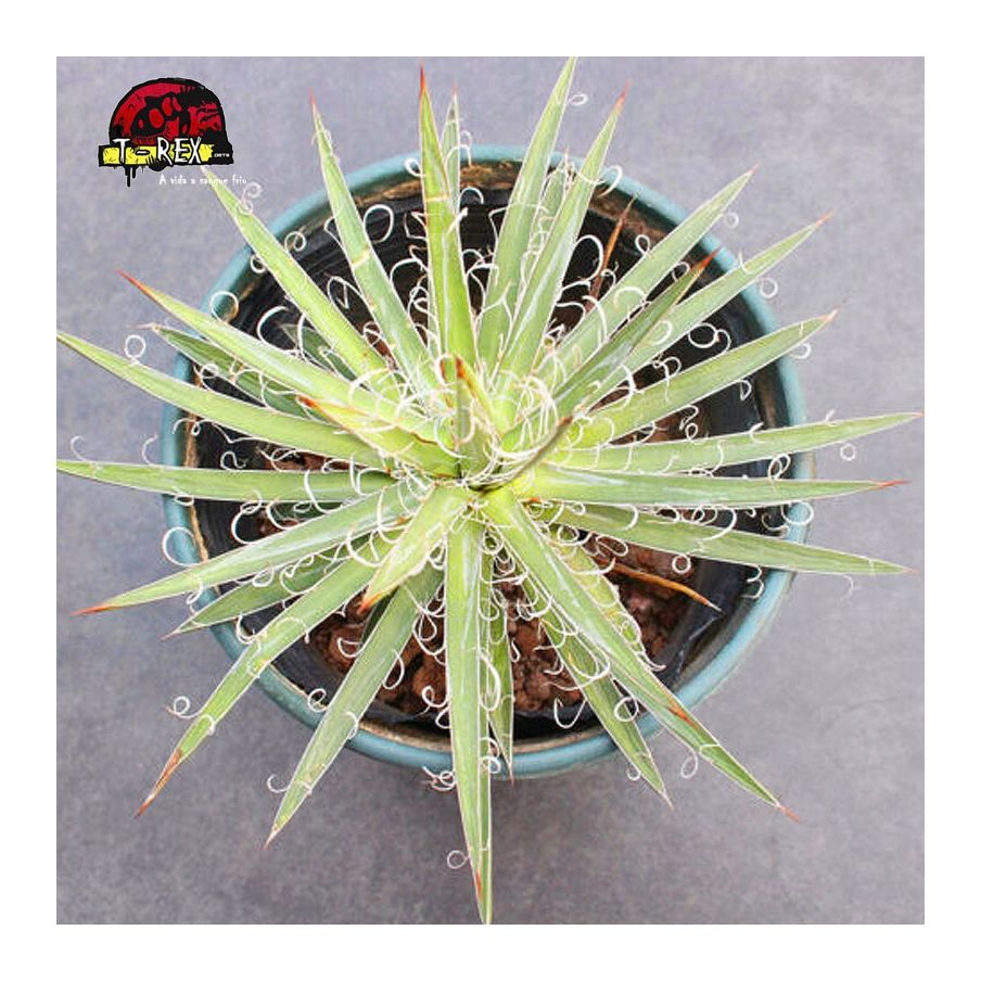 comprar muda de suculenta rara