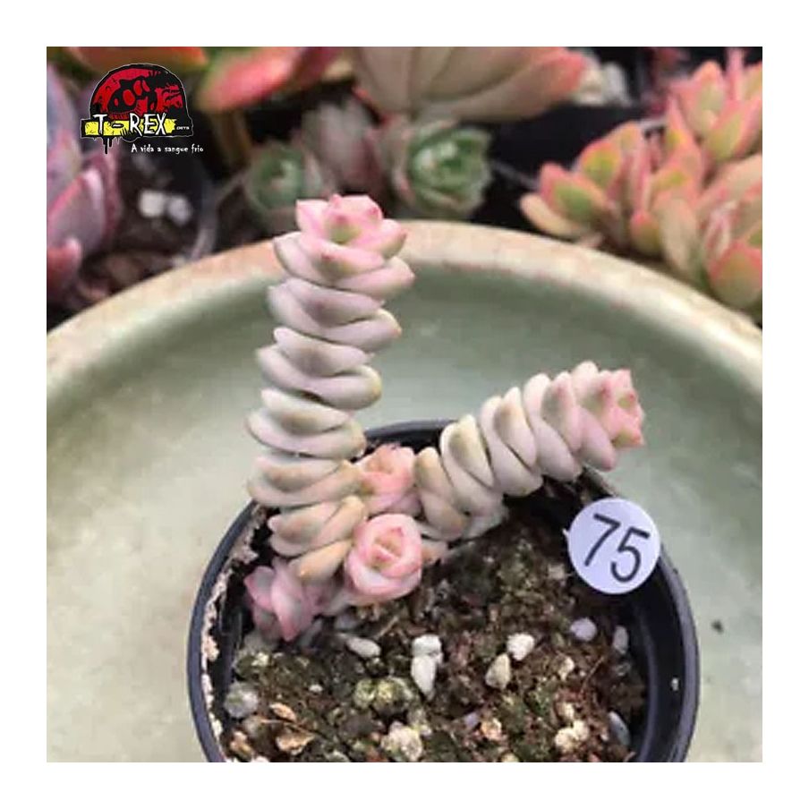 comprar muda de suculenta raridade