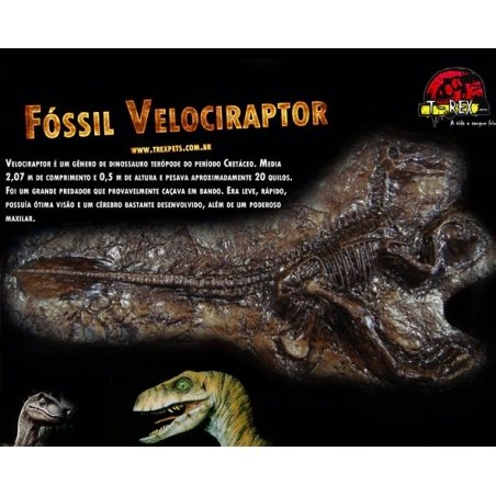 Fóssil Velociraptor