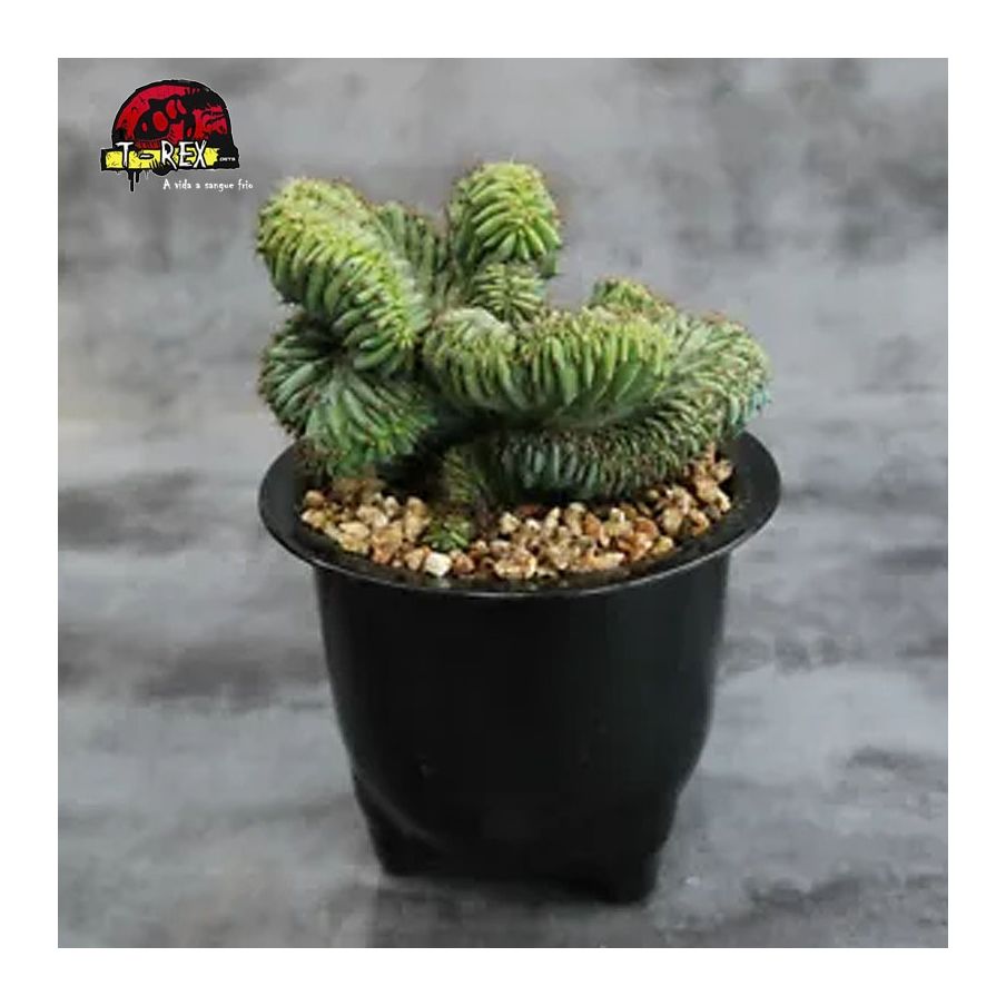 mudas de suculenta rara