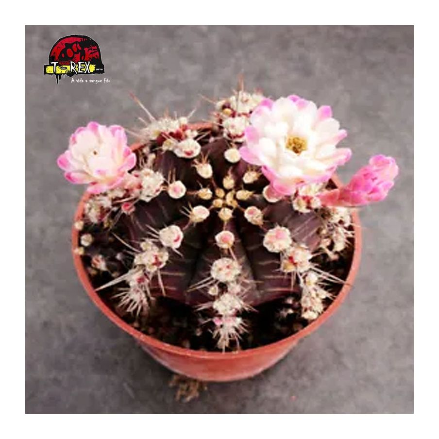 comprar muda de suculenta rara