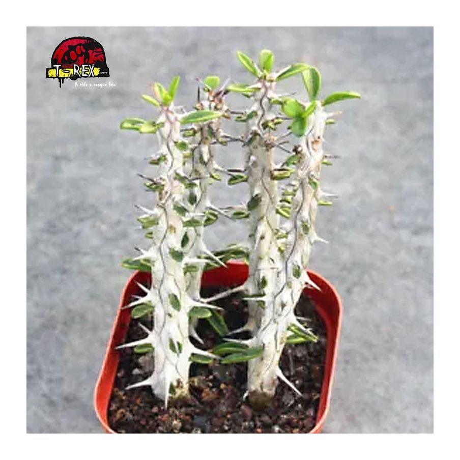 vendas de suculenta