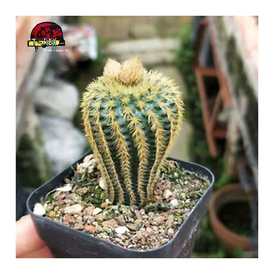 venda de cacto golden