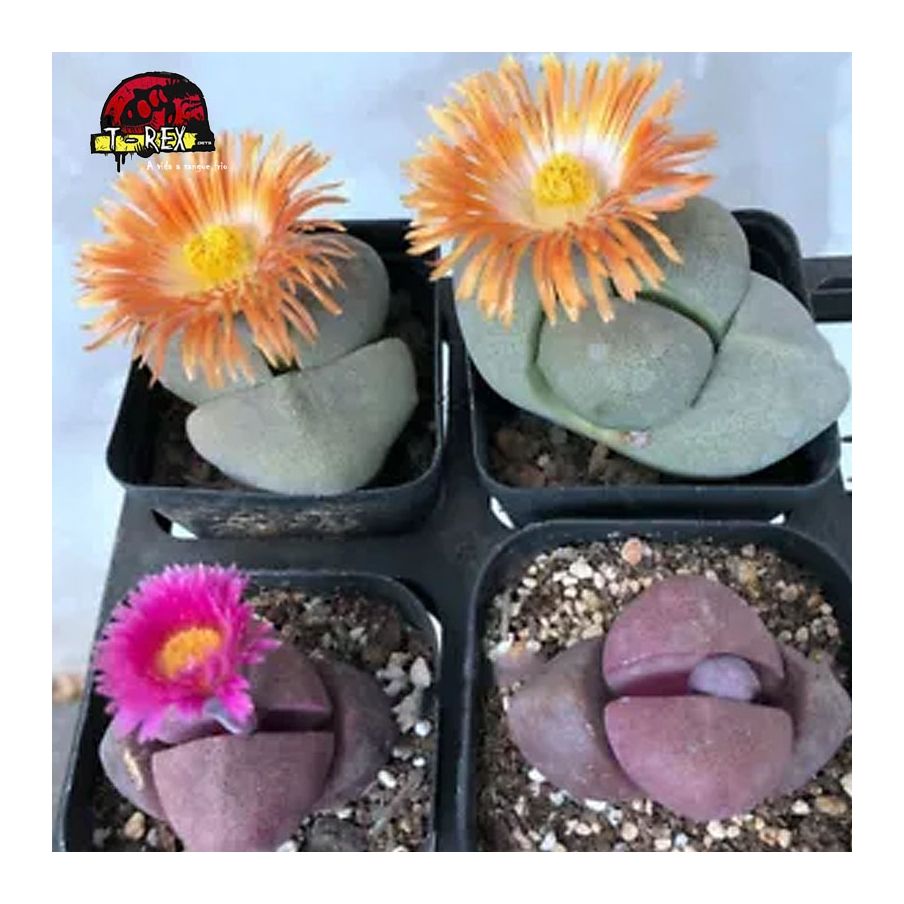 comprar suculenta rara