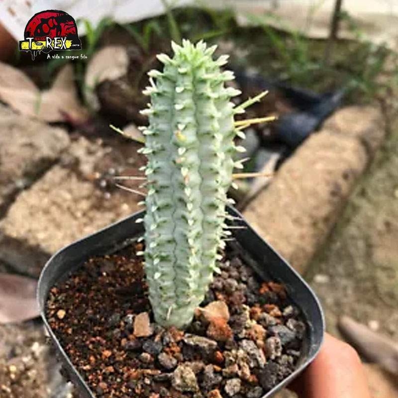 venda de cacto raro