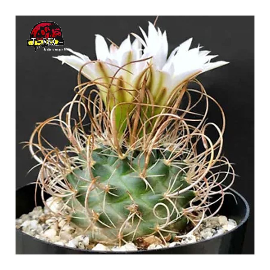 onde comprar suculenta