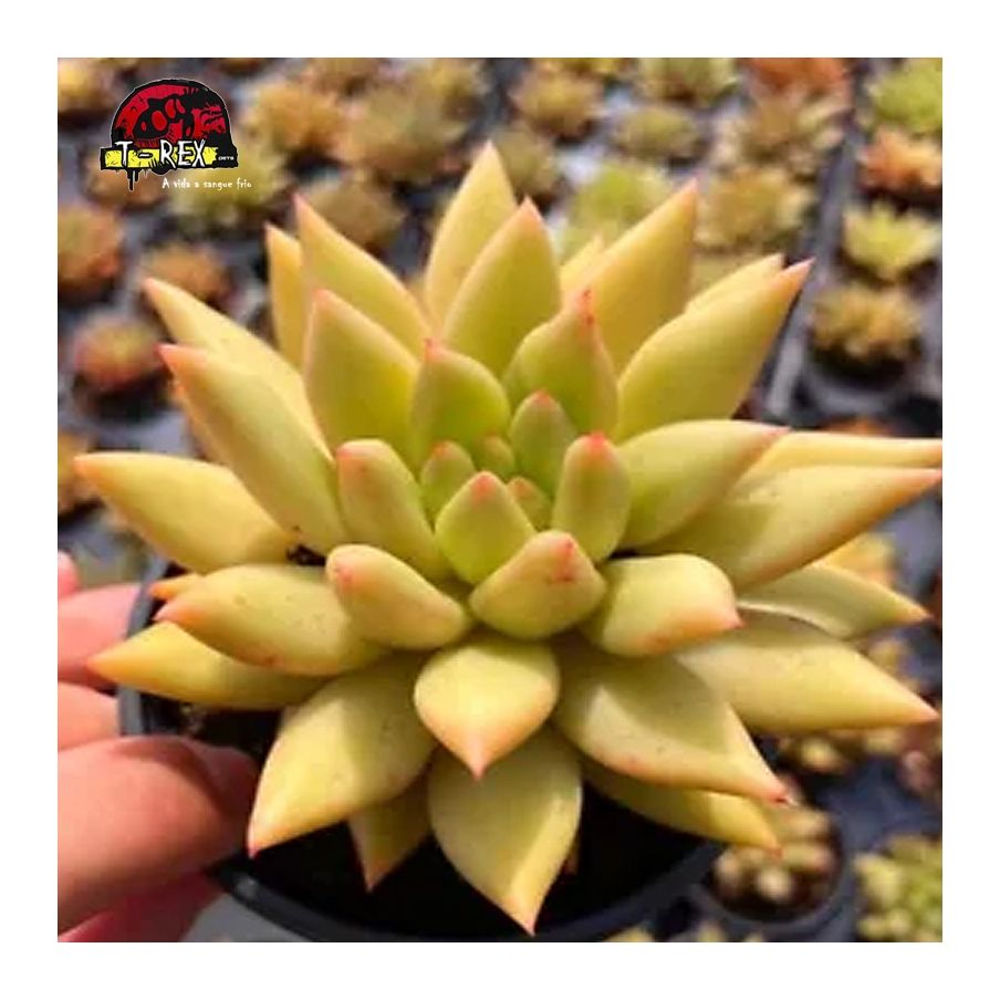 muda de suculenta rara