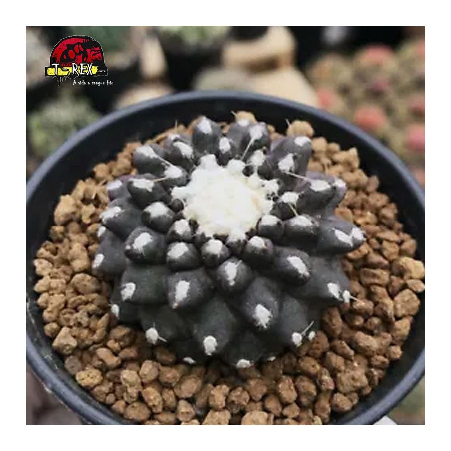 comprar suculenta raridade