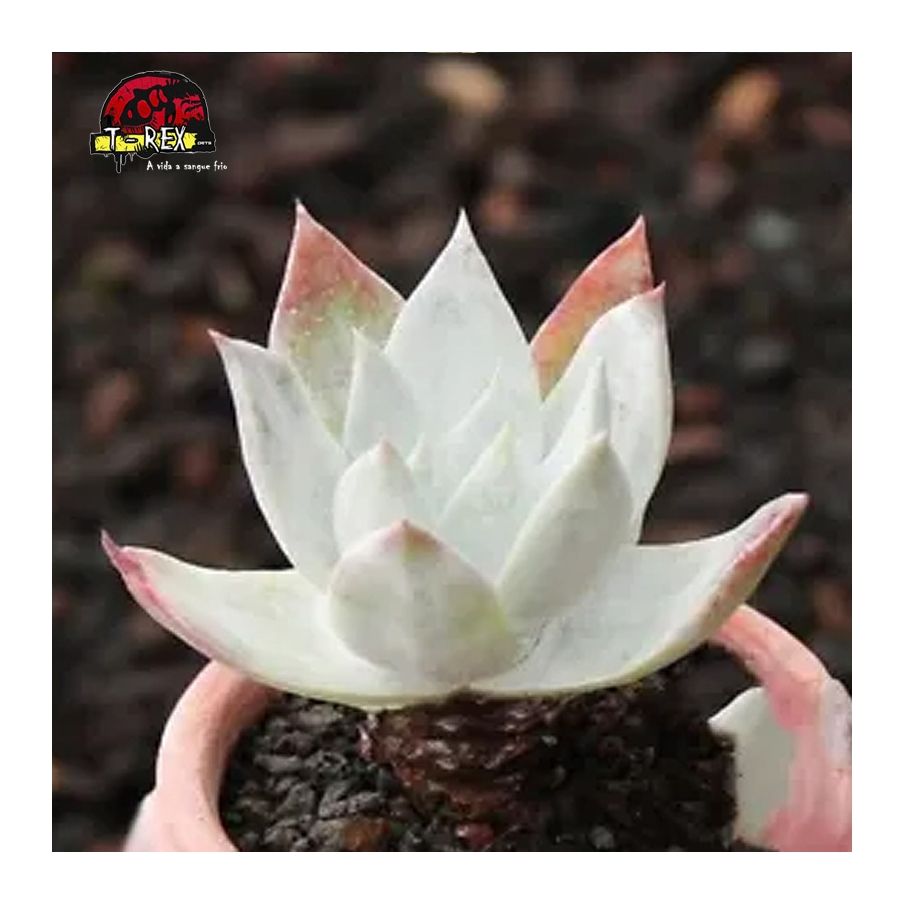 muda de suculenta rara