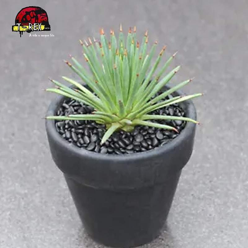 comprar muda de suculenta rara