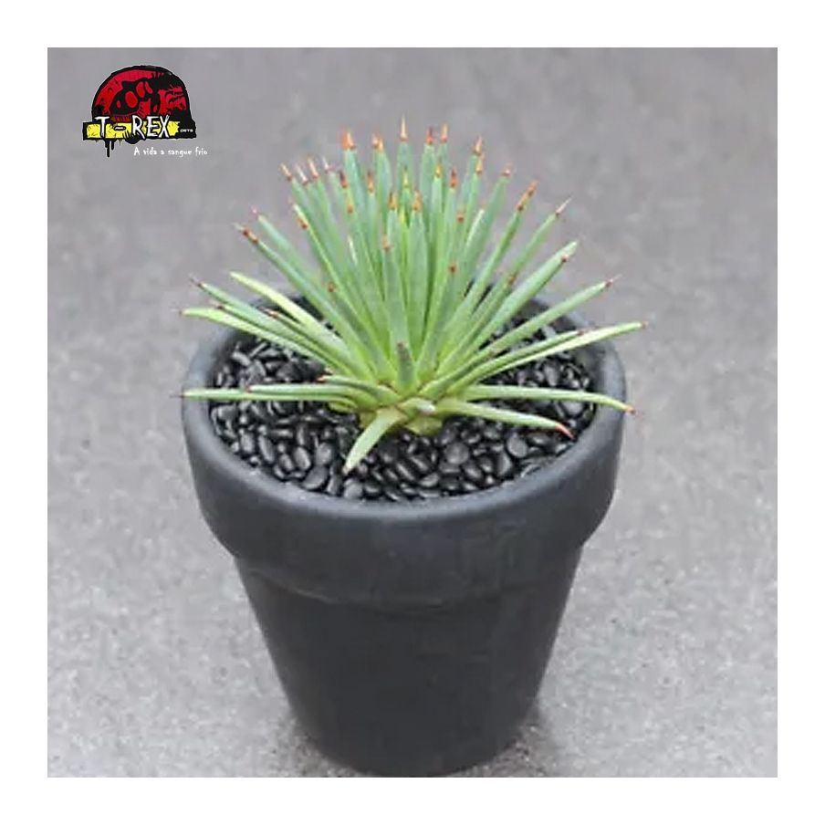 comprar muda de suculenta rara