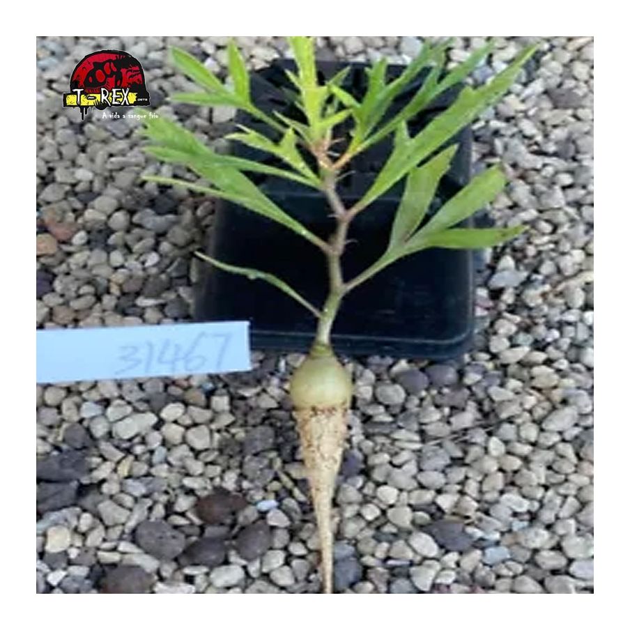 comprar suculenta raridade