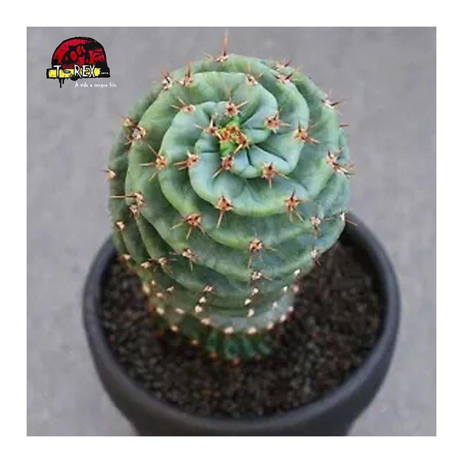comprar cacto rara