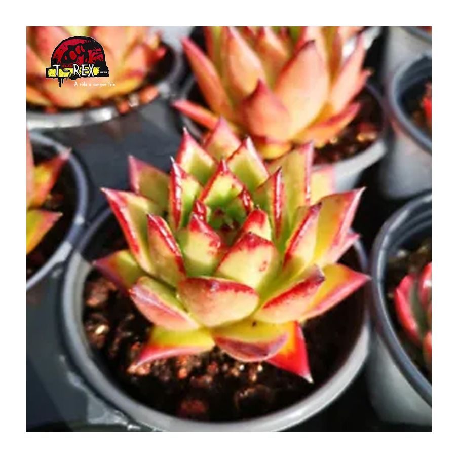 comprar muda de suculenta