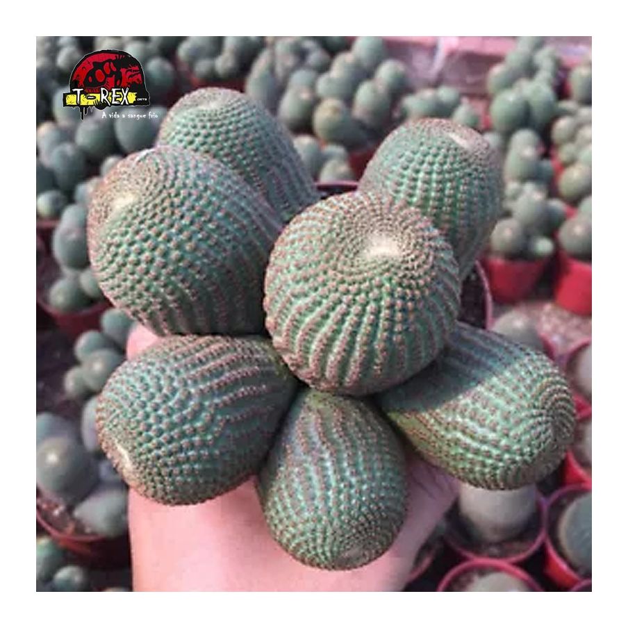 comprar muda de suculenta