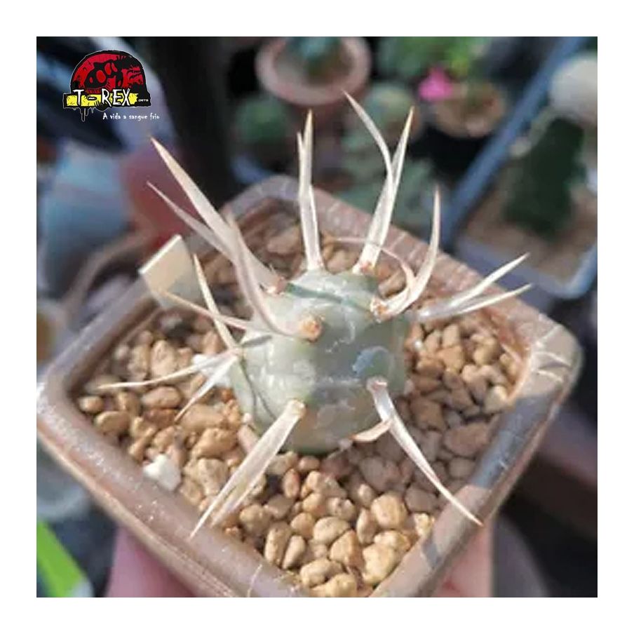 comprar suculenta rara