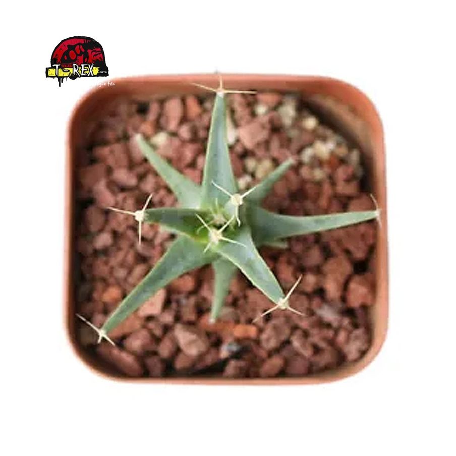 comprar suculenta raridade
