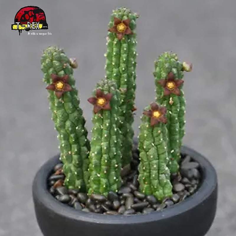 comprar muda de suculenta