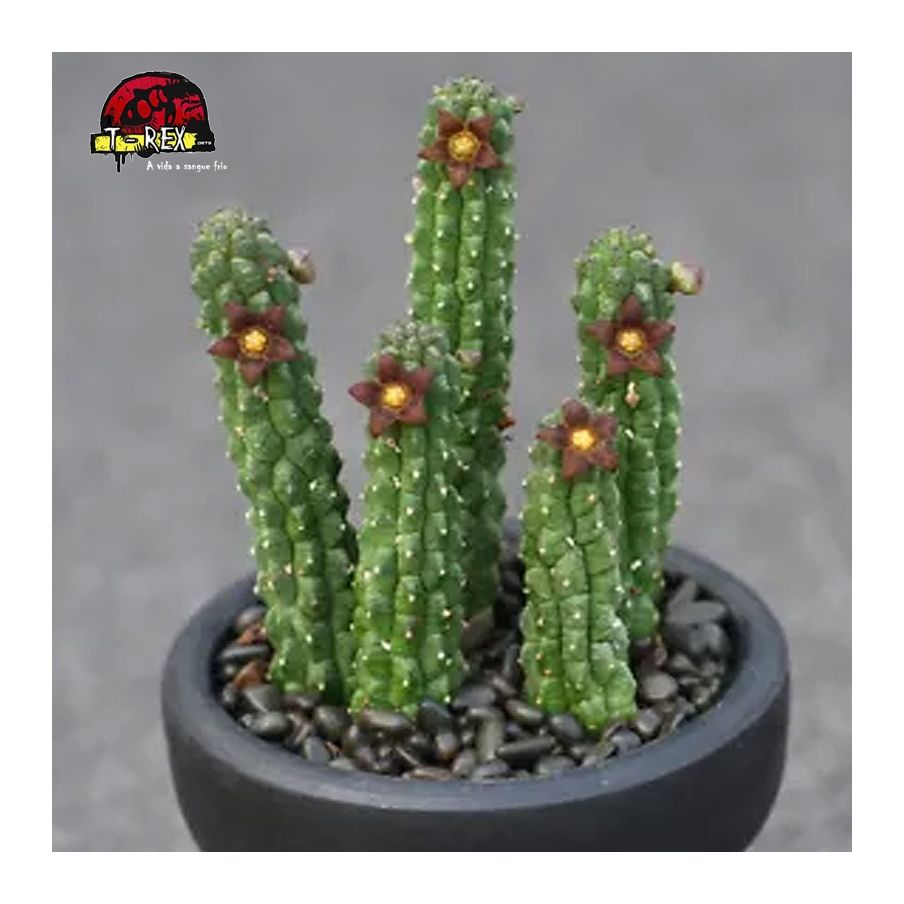 comprar muda de suculenta