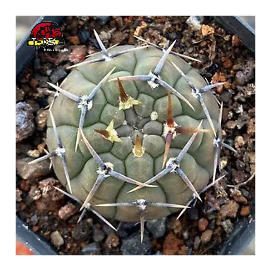 comprar mudas de suculenta