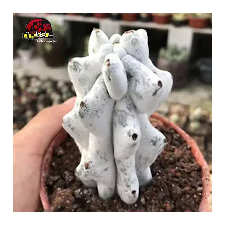 comprar suculenta raridade