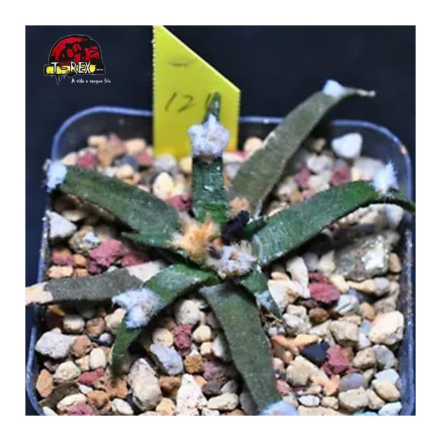 comprar suculenta rara