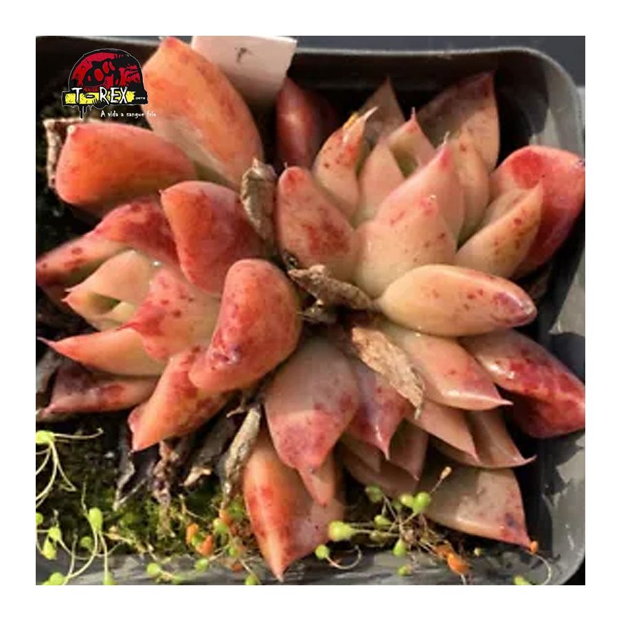 comprar suculenta rara