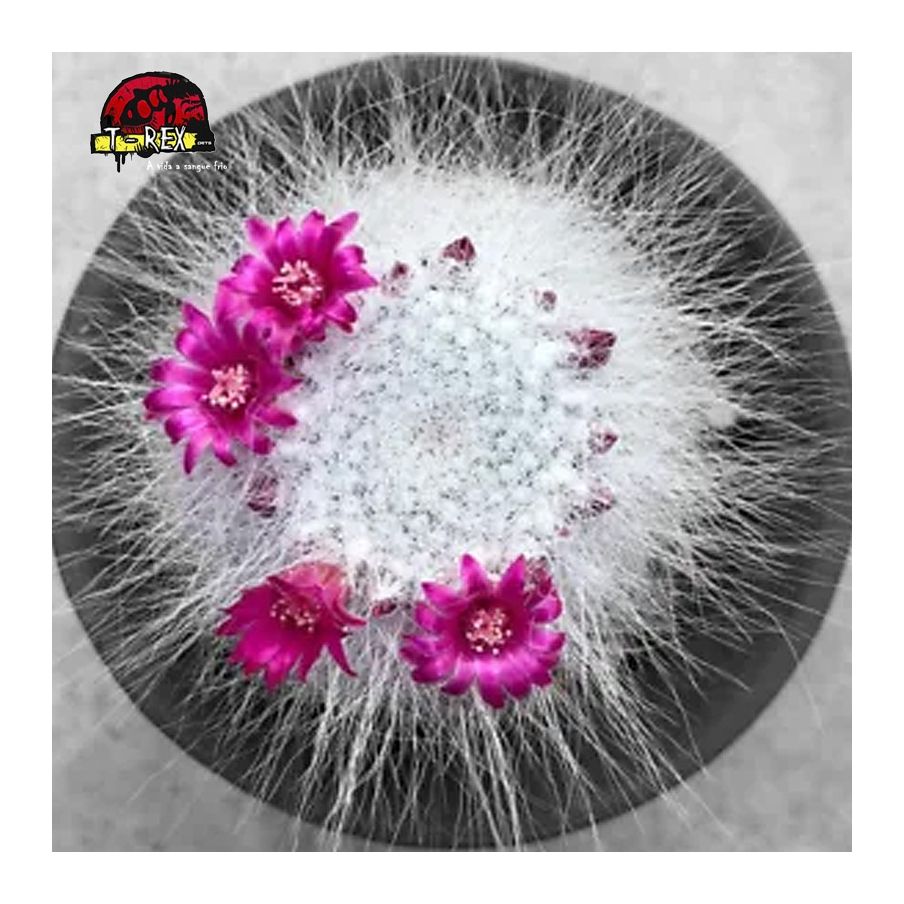 comprar suculenta rara