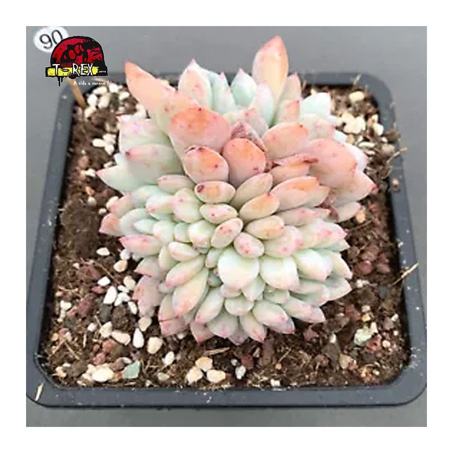 comprar suculenta rara